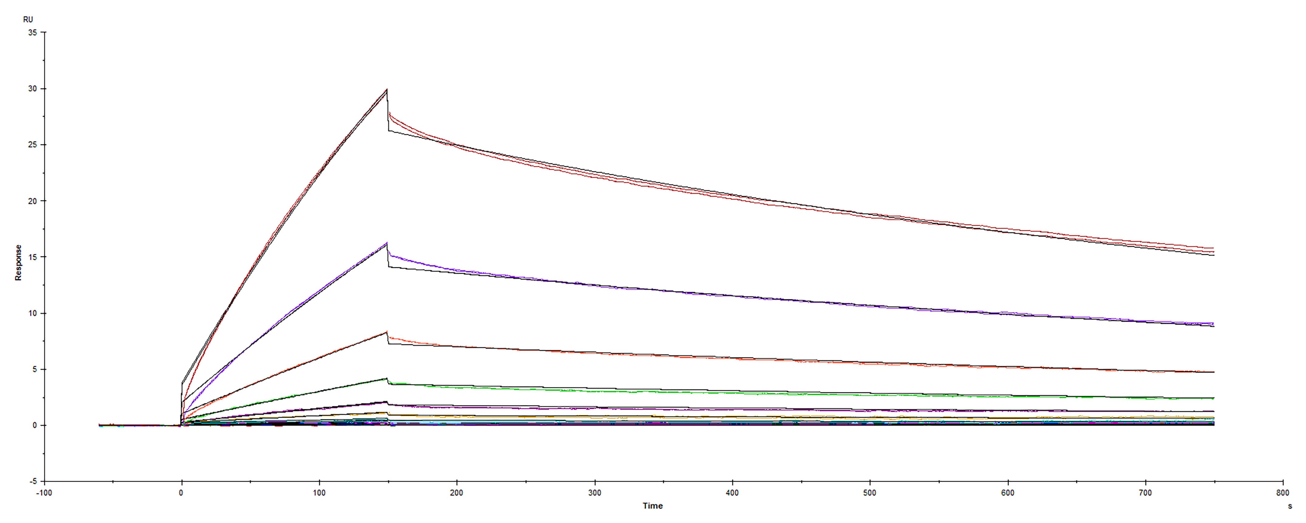Surface plasmon resonance (SPR) sensorgram of Human ACE-2 binding to SARS-CoV-2 Spike RBD protein F486V Spike mutant