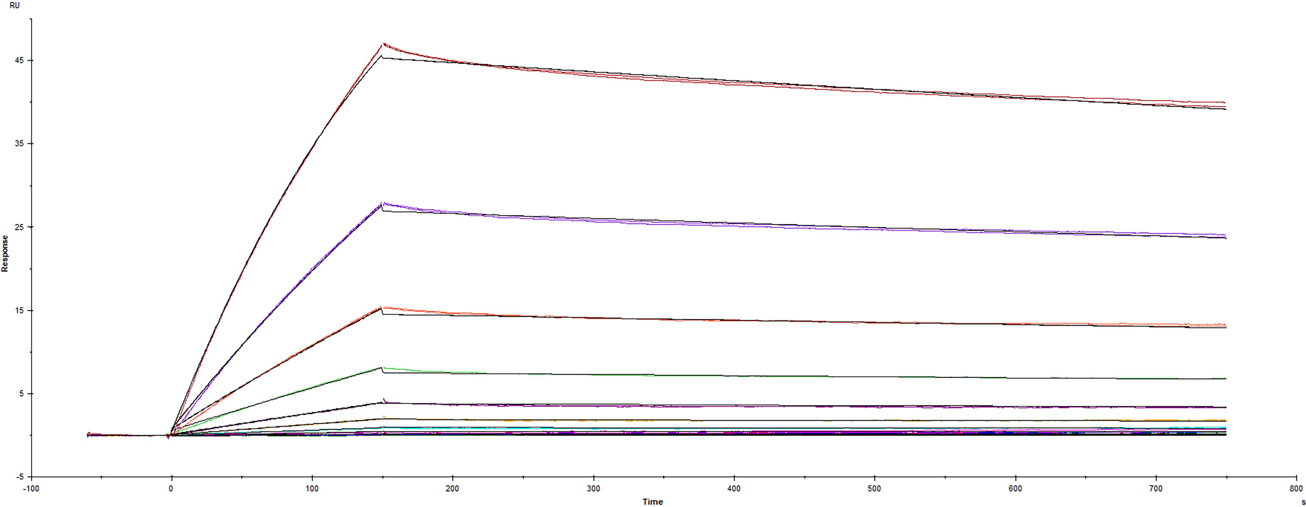 Surface plasmon resonance (SPR) sensorgram of Human ACE-2 binding to SARS-CoV-2 Spike RBD protein with K444Q mutation.