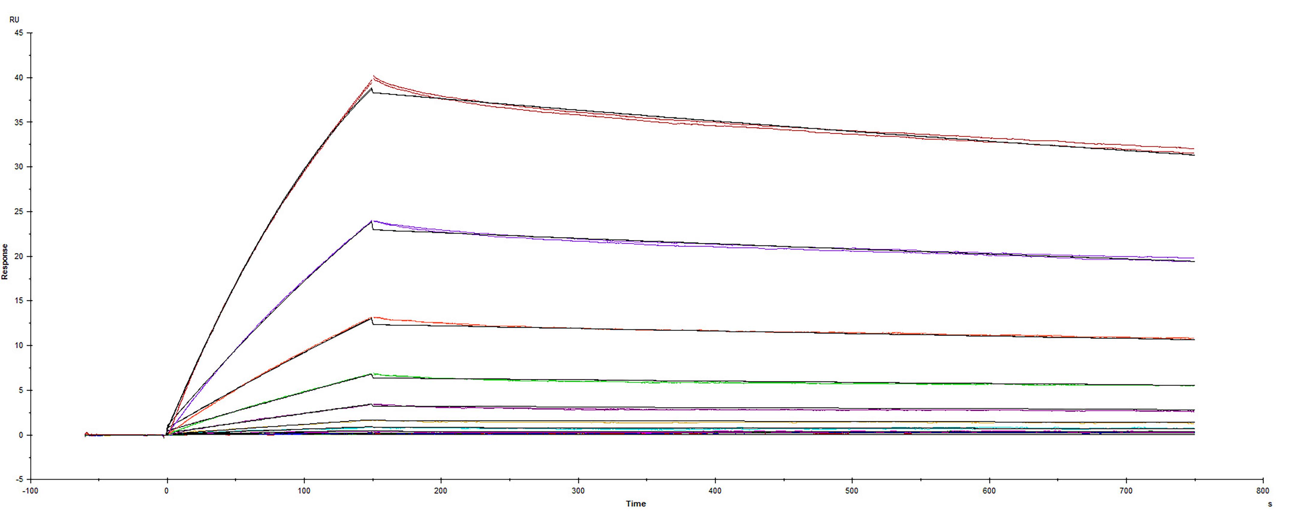 Surface plasmon resonance (SPR) sensorgram of Human ACE-2 binding to SARS-CoV-2 Spike RBD protein F490S Spike mutant