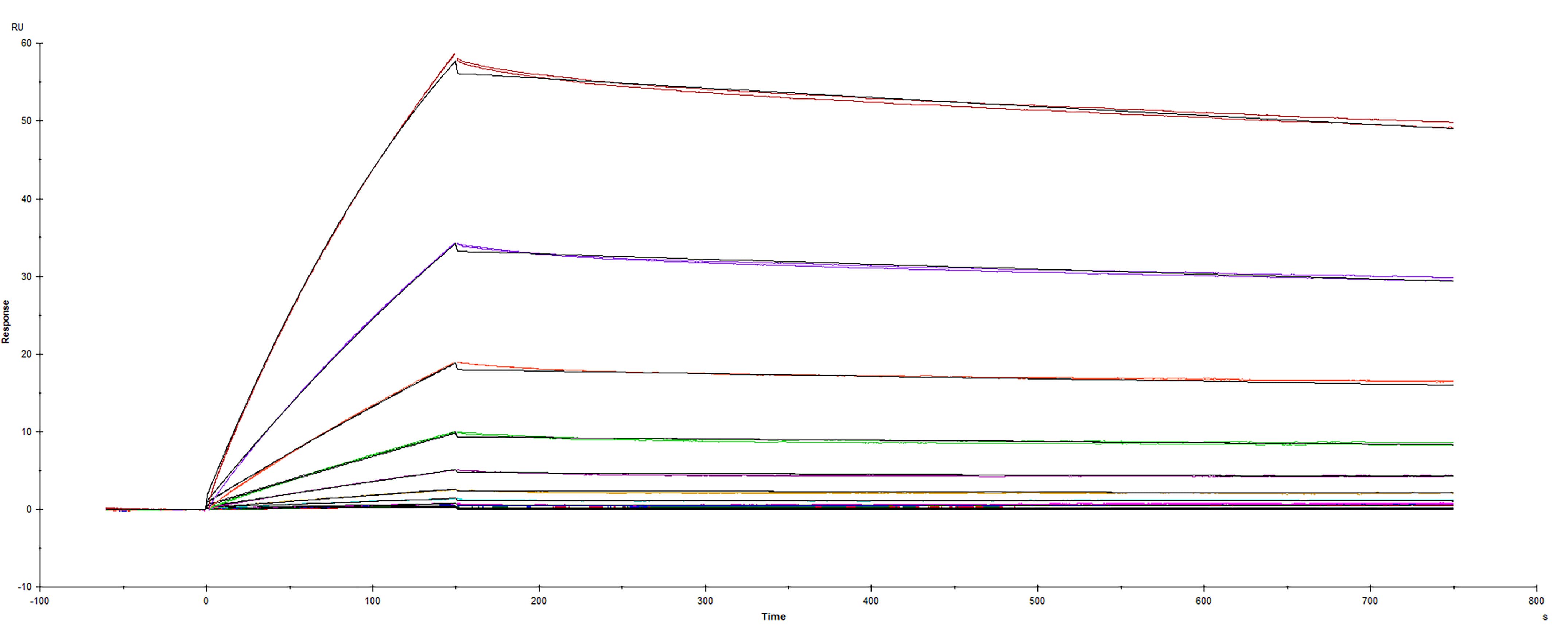 Surface plasmon resonance (SPR) sensorgram of Human ACE-2 binding to SARS-CoV-2 Spike mutant RBD protein with N440D mutation.