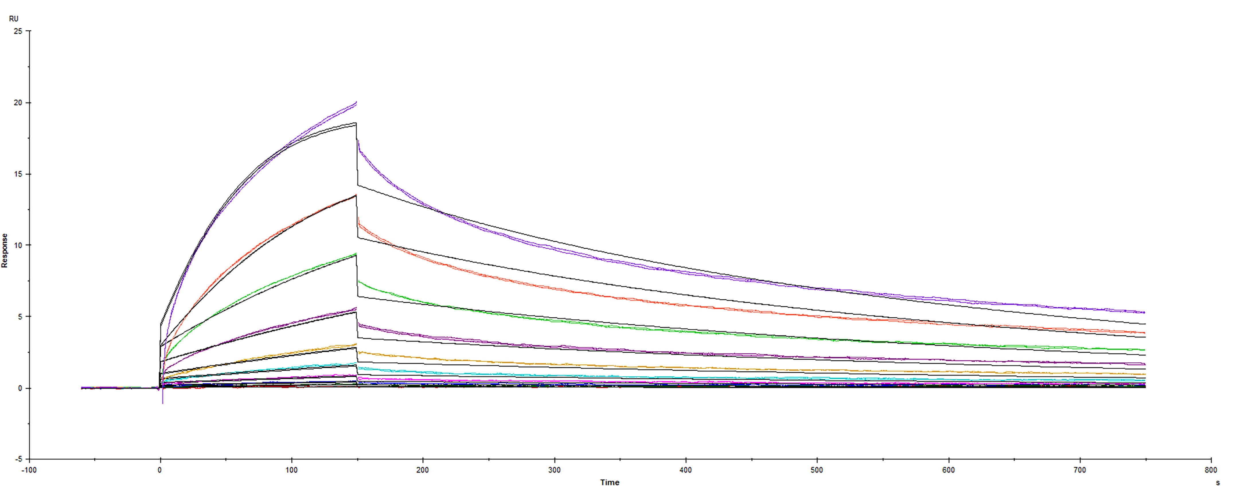 Surface plasmon resonance (SPR) sensorgram of Human ACE-2 binding to SARS-CoV-2 Spike mutant RBD protein with V367F E484K mutation.