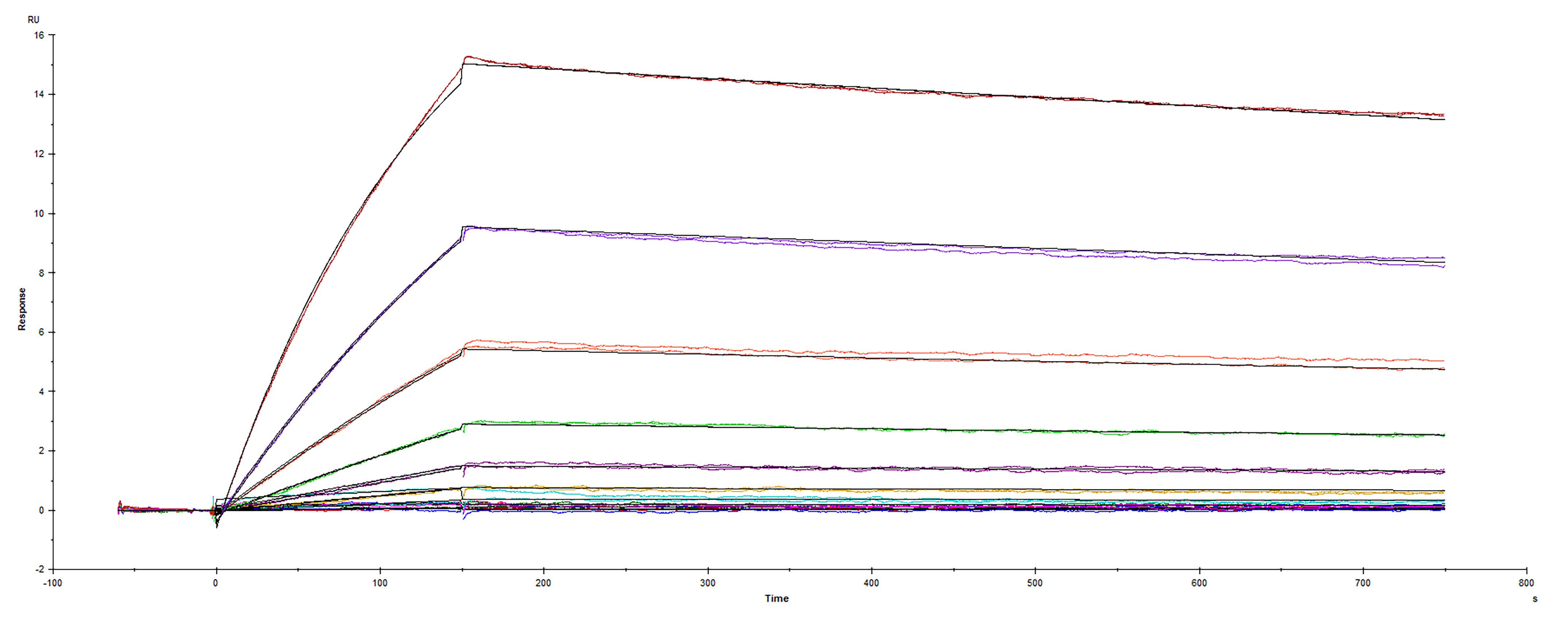 Surface plasmon resonance (SPR) sensorgram of Human ACE-2 binding to SARS-CoV-2 Spike RBD protein