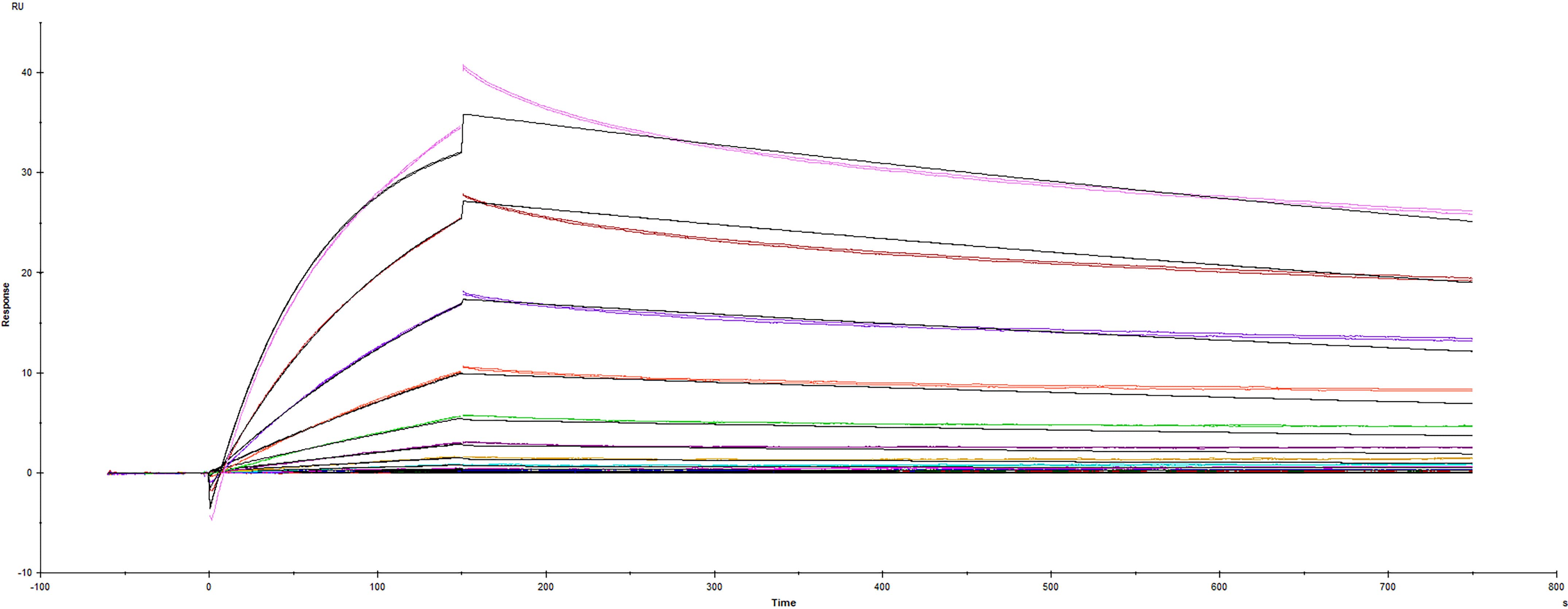 Surface plasmon resonance (SPR) sensorgram of Human ACE-2 binding to SARS-CoV-2 mutant Spike protein B.1.1.318 variant