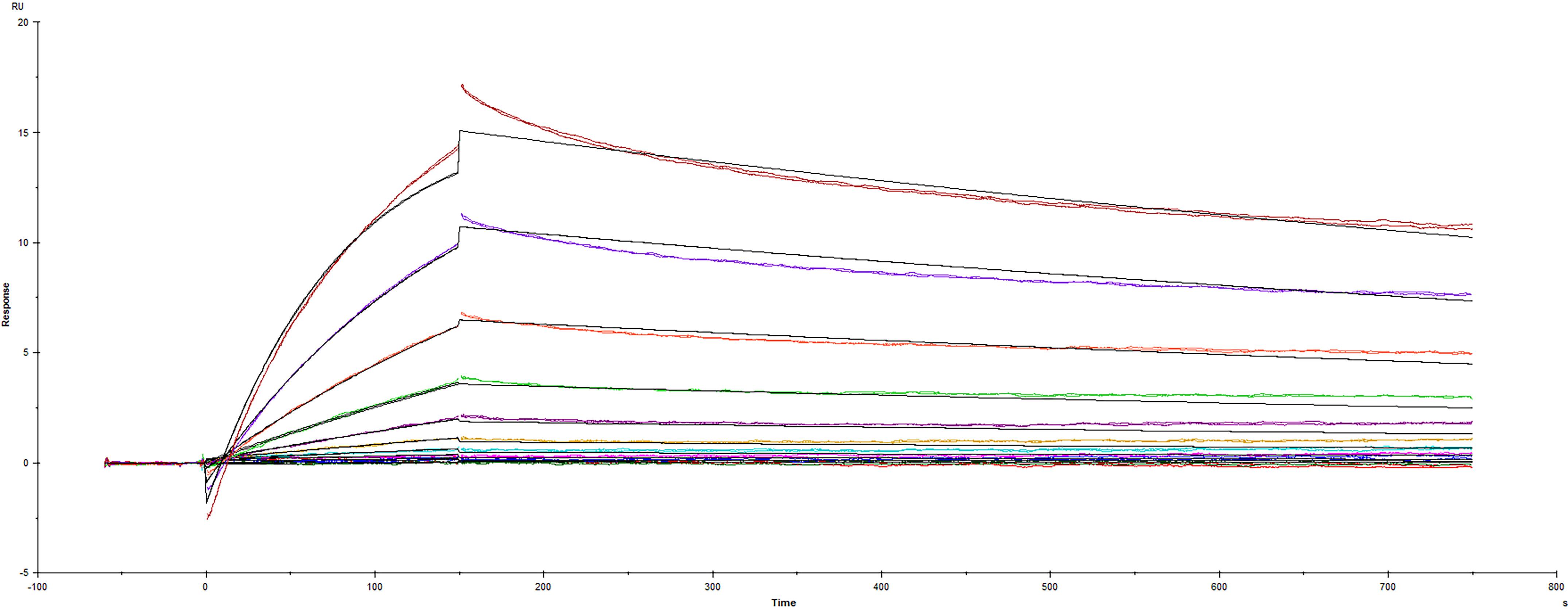 Surface plasmon resonance (SPR) sensorgram of Human ACE-2 binding to SARS-CoV-2 mutant Spike protein A.23.1 variant E484K