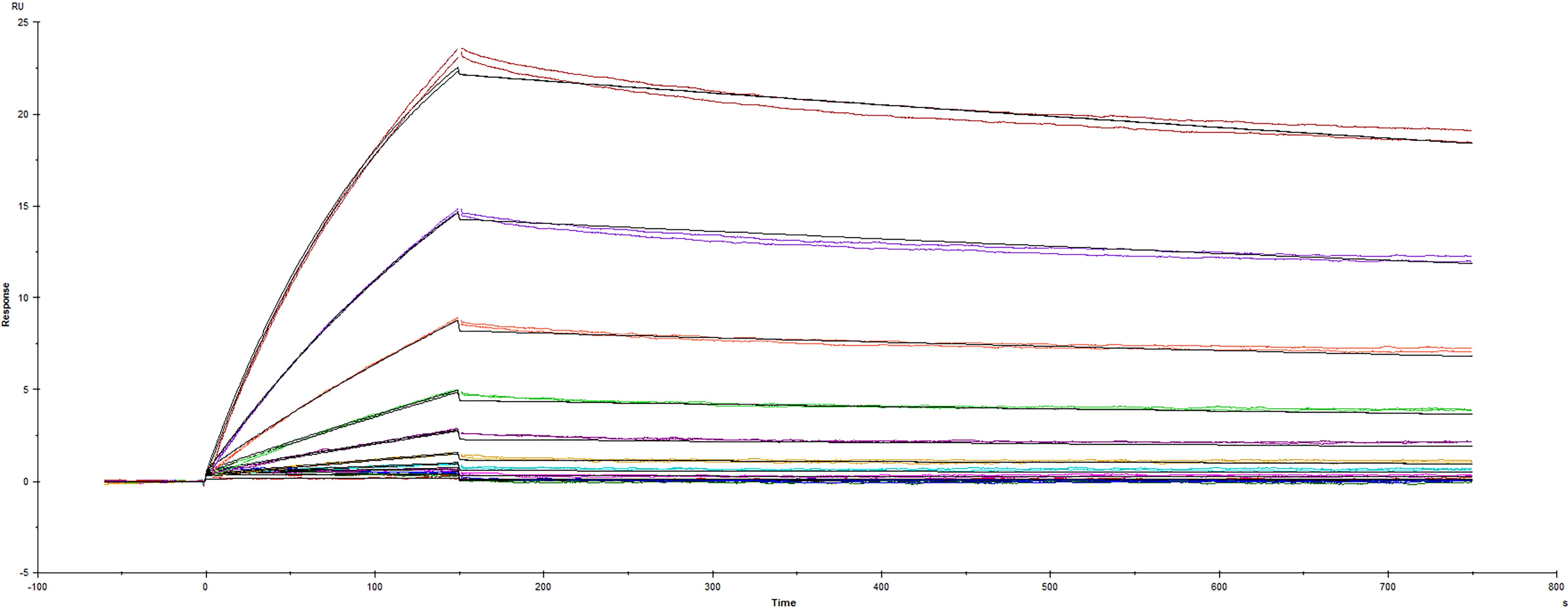 Surface plasmon resonance (SPR) sensorgram of Human ACE-2 binding to SARS-CoV-2 mutant Spike protein B.1.617.1 Kappa variant
