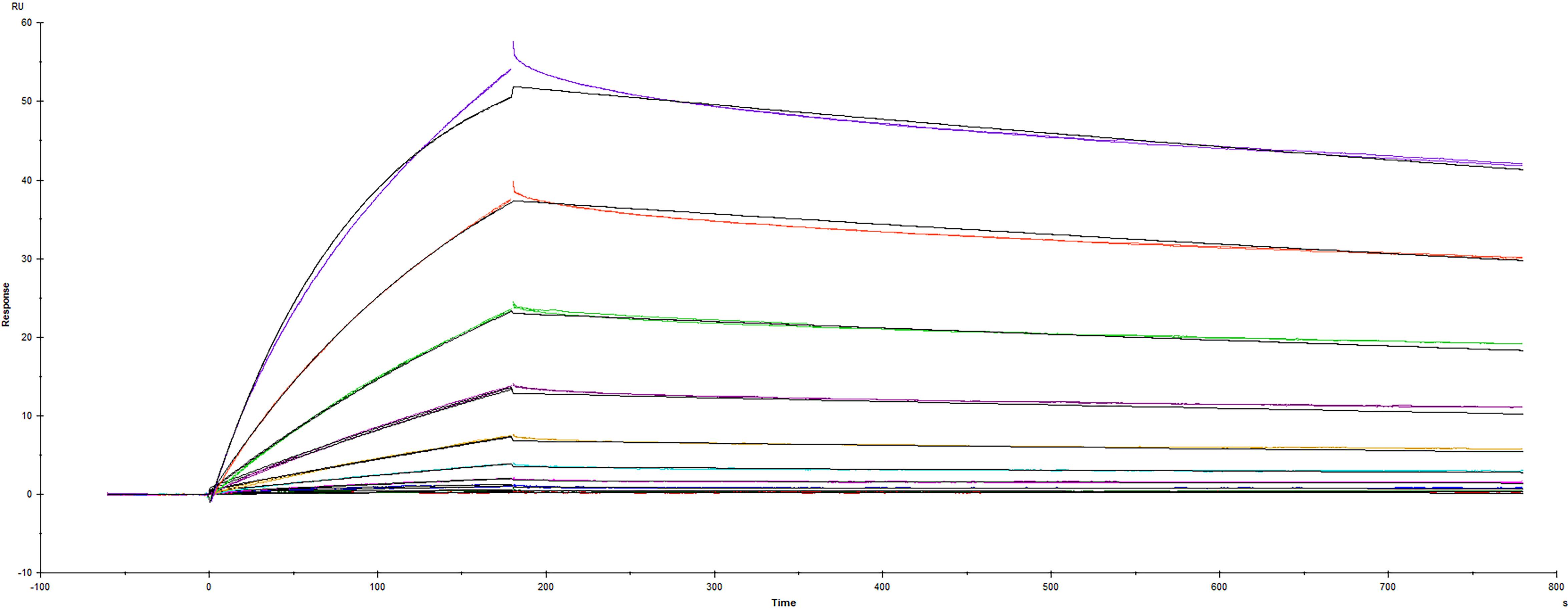 Surface plasmon resonance (SPR) sensorgram of Human ACE-2 binding to variant Spike RBD protein T478K mutant