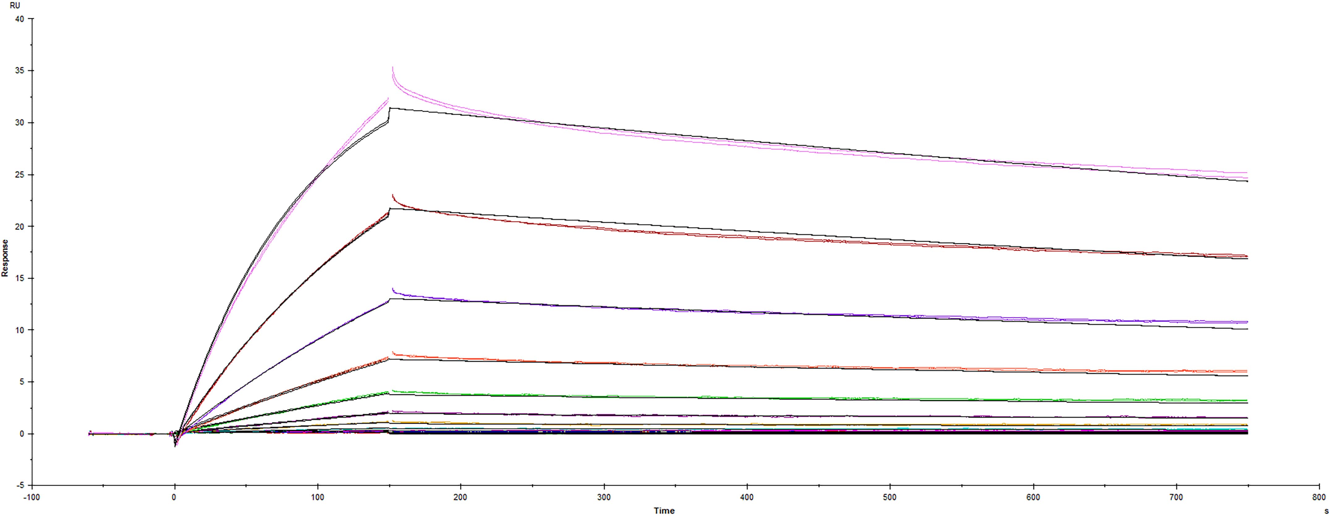Surface plasmon resonance (SPR) sensorgram of Human ACE-2 binding to SARS-CoV-2 mutant Spike protein Delta variant B.1.617.2