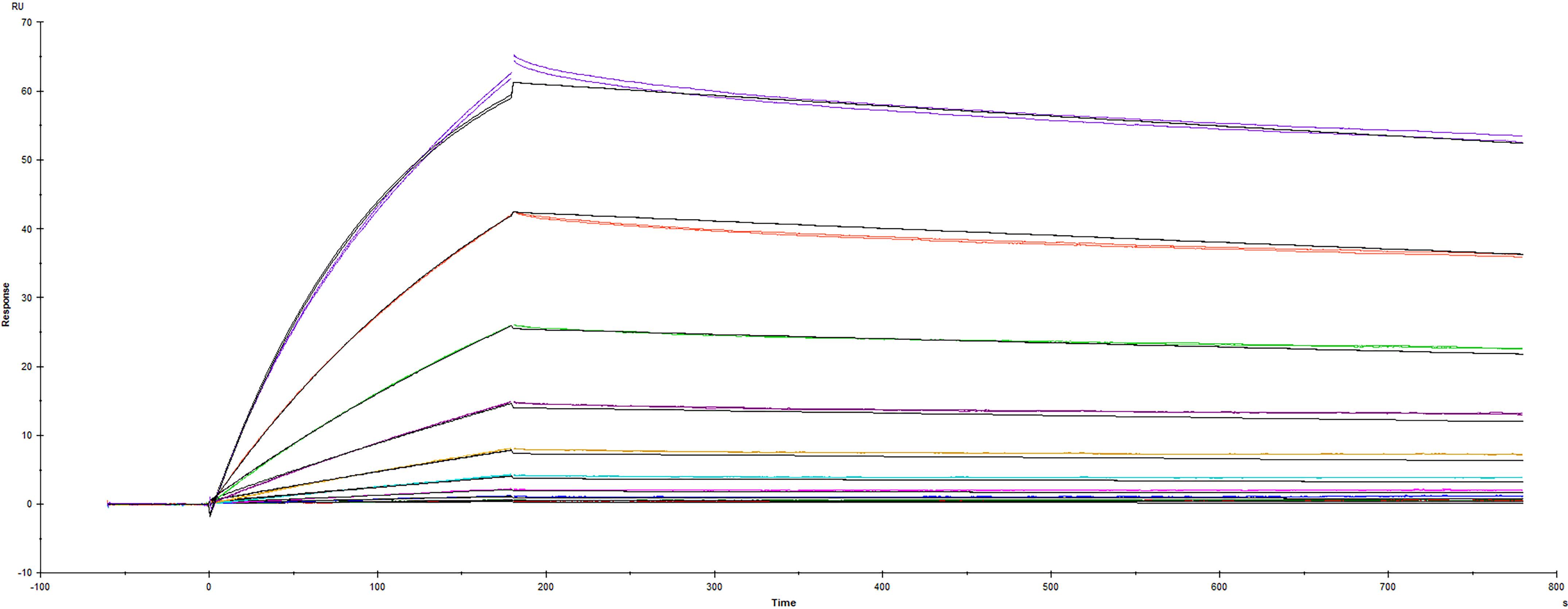 Surface plasmon resonance (SPR) sensorgram of Human ACE-2 binding to SARS-CoV-2 Spike RBD protein L452Q F490S mutant