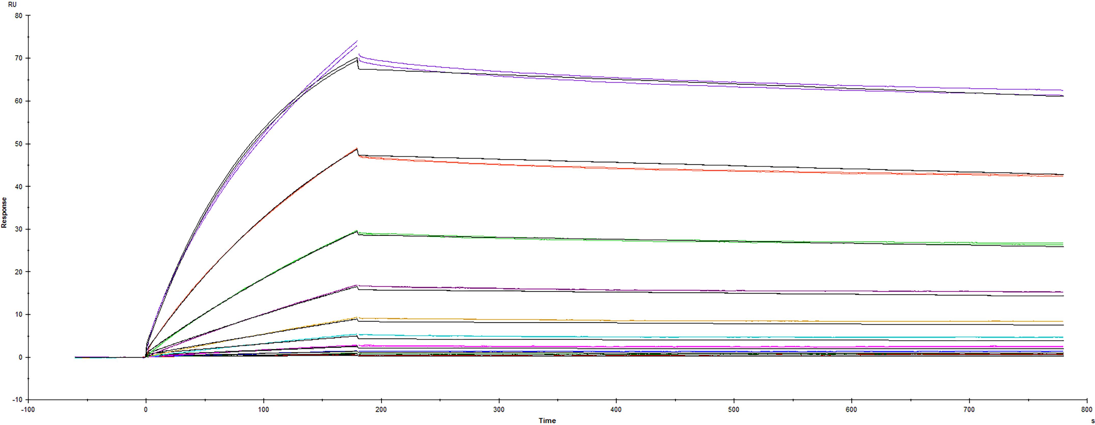 Surface plasmon resonance (SPR) sensorgram of Human ACE-2 binding to SARS-CoV-2 Spike RBD protein R346S L452R mutant