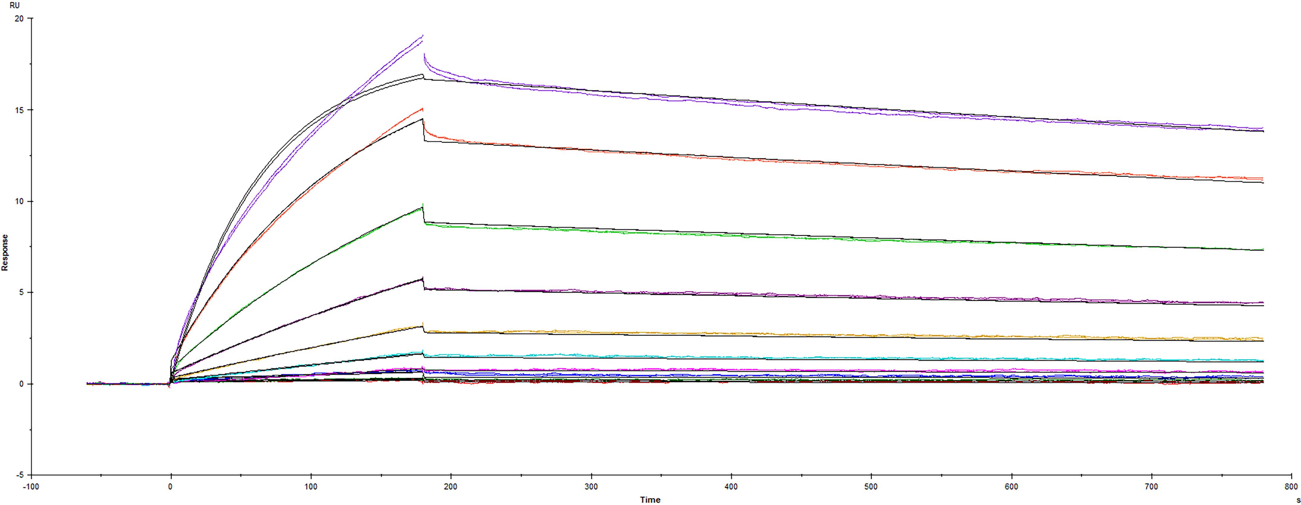Surface plasmon resonance (SPR) sensorgram of Human ACE-2 binding to SARS-CoV-2 B.1.621 variant Spike RBD protein