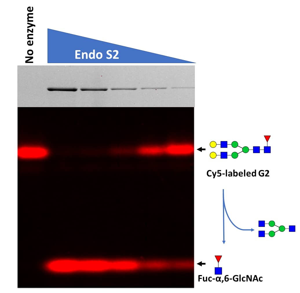 S. pyogenes Endo S2 Histag Protein, CF (10976GH) by R&D