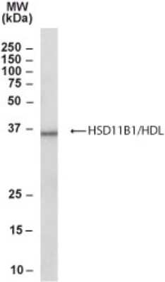 Western Blot: 11 beta-HSD1 Antibody [NB300-934]