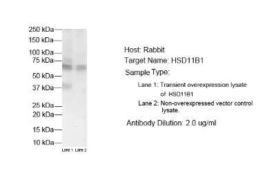 Western Blot: 11 beta-HSD1 Antibody [NBP1-69644]