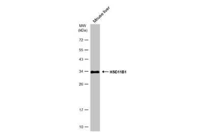 Western Blot: 11 beta-HSD1 Antibody [NBP3-13393]