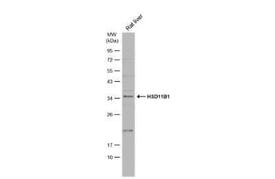 Western Blot: 11 beta-HSD1 Antibody [NBP3-13393]