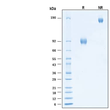 Recombinant Human L‑Selectin/CD62L Fc Chimera Protein SDS-PAGE.