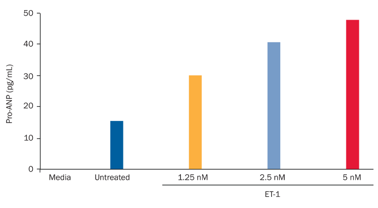 ET1 differentiated cardiomyocytes concentration dependent effect on Pro-ANP
