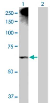 Western Blot: 12-Lipoxygenase Antibody [H00000239-D01P]