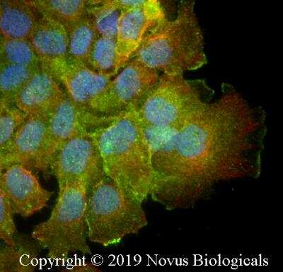 Immunocytochemistry/ Immunofluorescence: 14-3-3 Antibody [NBP2-27202]