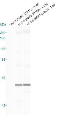Simple Western: 14-3-3 Antibody [NBP2-27202]