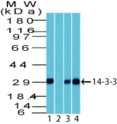 Western Blot: 14-3-3 Antibody [NBP2-27202]