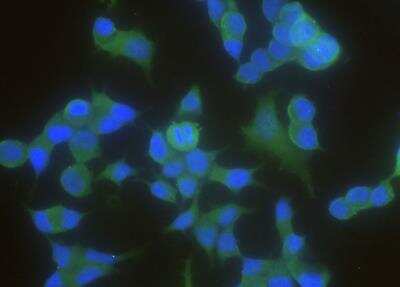 Immunocytochemistry/ Immunofluorescence: 14-3-3 beta Antibody (03) [NBP3-06516]