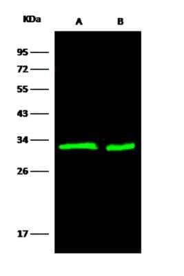 Western Blot: 14-3-3 beta Antibody (05) [NBP3-06157]