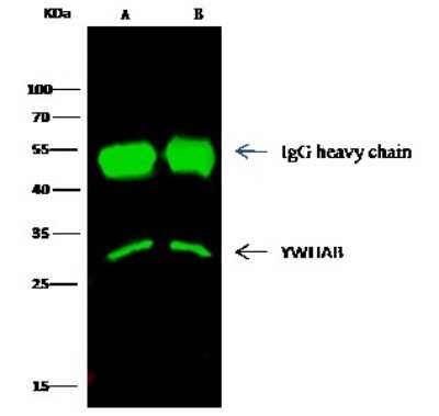 Immunoprecipitation: 14-3-3 beta Antibody [NBP2-99635]