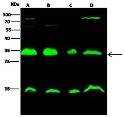 Western Blot: 14-3-3 beta Antibody [NBP2-98453]