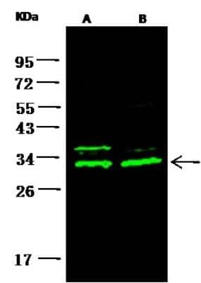 Western Blot: 14-3-3 beta Antibody [NBP2-99635]