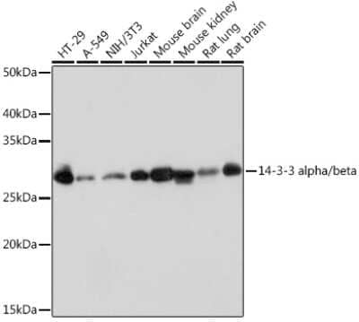 Western Blot: 14-3-3 beta/alpha Antibody (2F7O1) [NBP3-16768]