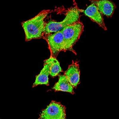 Immunocytochemistry/ Immunofluorescence: 14-3-3 beta/alpha Antibody (5B5G10) - BSA Free [NBP2-61780]