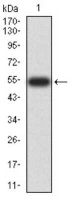 Western Blot: 14-3-3 beta/alpha Antibody (5B5G10)BSA Free [NBP2-61780]