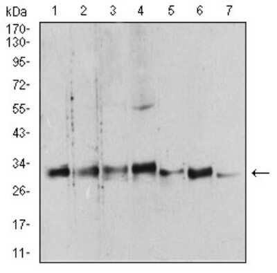 Western Blot: 14-3-3 beta/alpha Antibody (5B5G10)BSA Free [NBP2-61780]