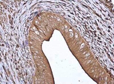 Immunohistochemistry-Paraffin: 14-3-3 beta/alpha Antibody [NBP1-33454]