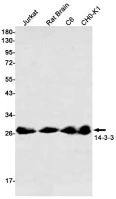 Western Blot: 14-3-3 beta/alpha Antibody (S07-1A3) [NBP3-19940]