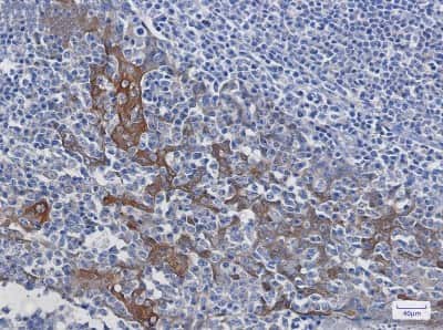 Immunohistochemistry-Paraffin: 14-3-3 beta/alpha Antibody (S07-1A8) [NBP3-14905]