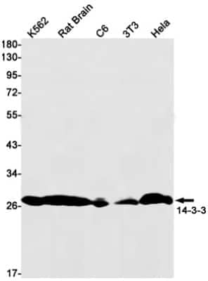 Western Blot: 14-3-3 beta/alpha Antibody (S07-1A8) [NBP3-14905]