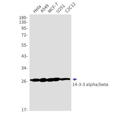 Western Blot: 14-3-3 beta/alpha Antibody (S08-4A7) [NBP3-14906]