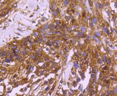 Immunohistochemistry-Paraffin: 14-3-3 beta/alpha Antibody (SD0837) [NBP2-67833]