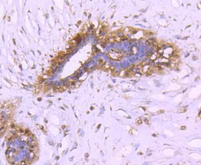 Immunohistochemistry-Paraffin: 14-3-3 beta/alpha Antibody (SD0837) [NBP2-67833]