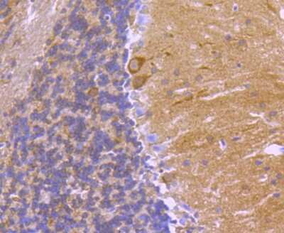 Immunohistochemistry-Paraffin: 14-3-3 beta/alpha Antibody (SD0837) [NBP2-67833]