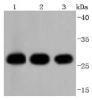 Western Blot: 14-3-3 beta/alpha Antibody (SD0837) [NBP2-67833]