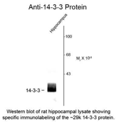 Western Blot: 14-3-3 beta/alpha Antibody [NB100-665]