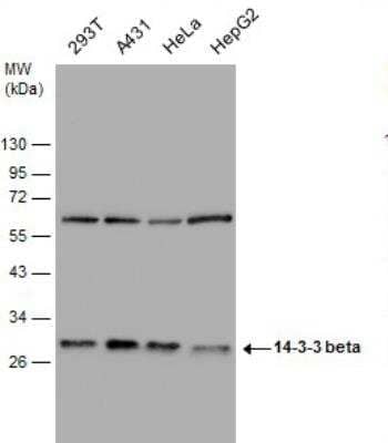Western Blot: 14-3-3 beta/alpha Antibody [NBP1-33454]