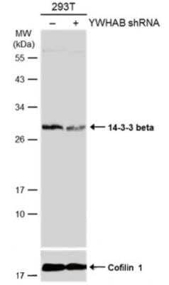 Western Blot: 14-3-3 beta/alpha Antibody [NBP1-33454]