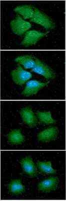 Immunocytochemistry/ Immunofluorescence: 14-3-3 epsilon Antibody (4F8) - BSA Free [NBP2-59395]