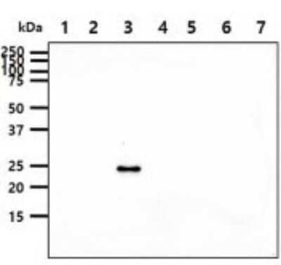 Western Blot: 14-3-3 epsilon Antibody (4F8)BSA Free [NBP2-59395]