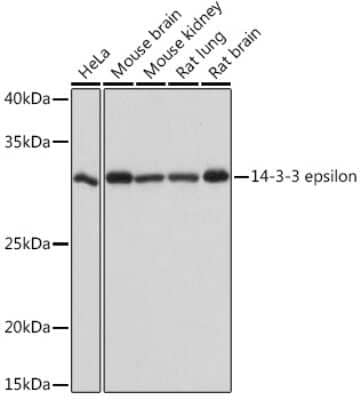 Western Blot: 14-3-3 epsilon Antibody (4X6E1) [NBP3-16515]