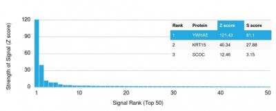 Protein Array: 14-3-3 epsilon Antibody (CPTC-YWHAE-1) - Azide and BSA Free [NBP2-79944]